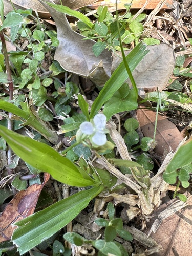 Murdannia loriformis, photograph 5