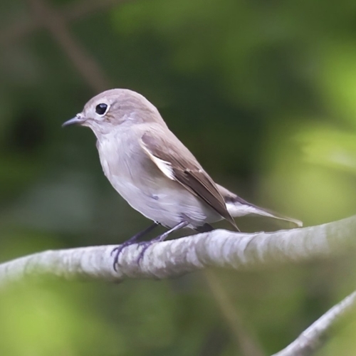 Taiga Flycatcher