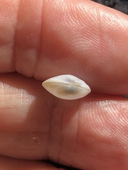 Abra aequalis