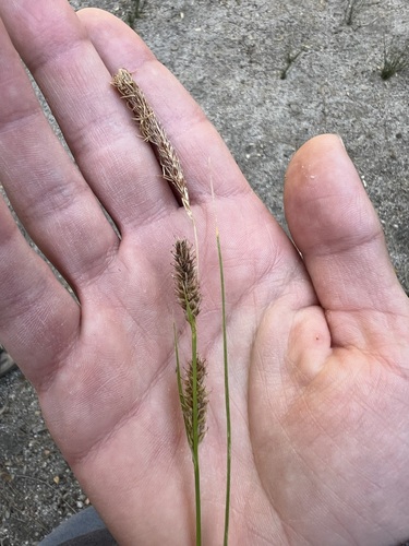 iNaturalist observation photo of Yosemite sedge