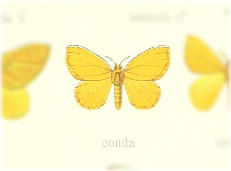Acraga ochracea