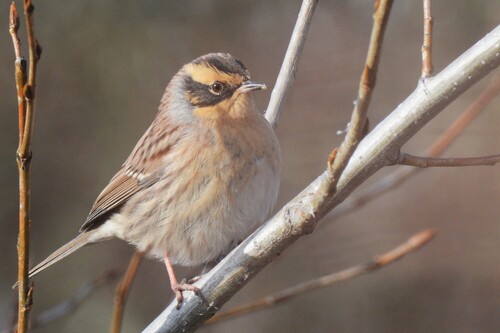 Siberian Accentor, photo 2 of 10