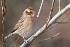 Siberian Accentor photo 2