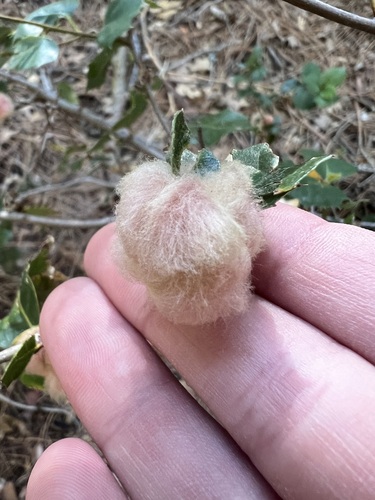 iNaturalist observation photo of Heteroecus dasydactyli