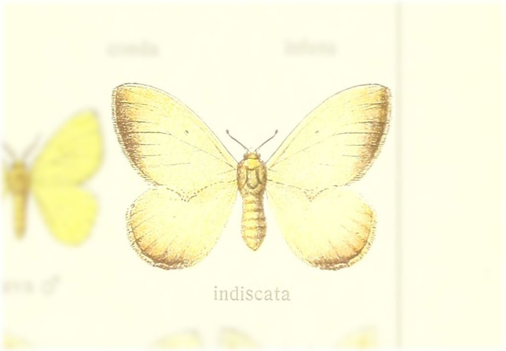 Minacraga indiscata