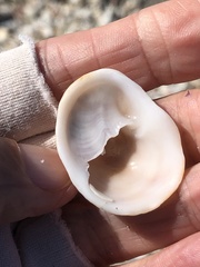 Bostrycapulus aculeatus