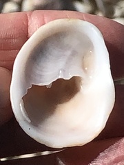 Bostrycapulus aculeatus