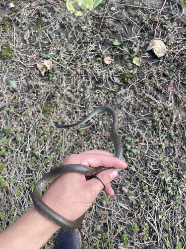 Common Tree Snake sighting