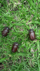 Heterogomphus bourcieri