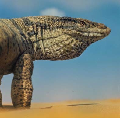 Desert Monitors
