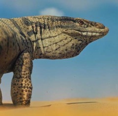 Varanus griseus caspius