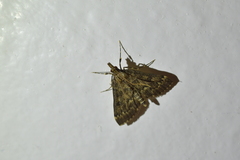 Proternia philocapna
