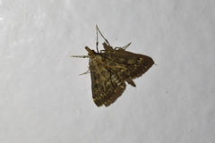 Proternia philocapna