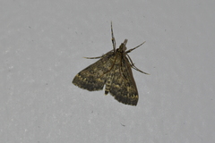 Proternia philocapna