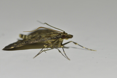 Proternia philocapna