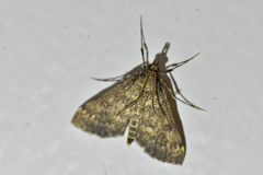 Proternia philocapna