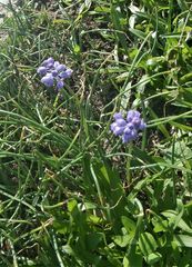 Muscari parviflorum