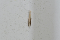 Erechthias stilbella