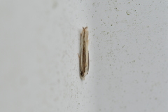 Erechthias stilbella