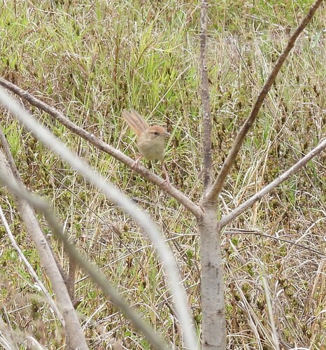 Tawny Grassbird (Cincloramphus timoriensis), photo 7