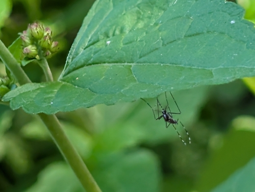 Unknown species found near Town and Country, MO 63017, USA