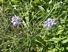 Muscari parviflorum