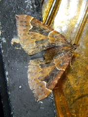 Eulithis flavibrunneata