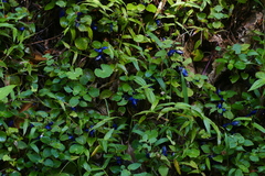 Coccocypselum hispidulum