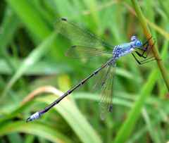 Lestes eurinus