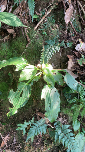Hosta kikutii iNat (3)