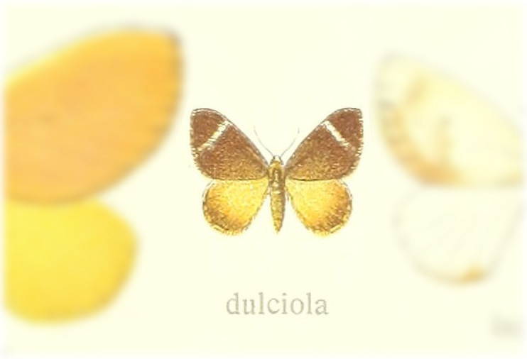 Anacraga dulciola