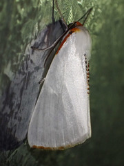 Thalaina selenaea