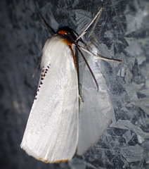 Thalaina selenaea
