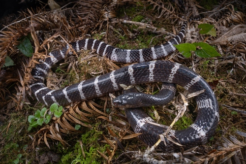 Many-banded Krait