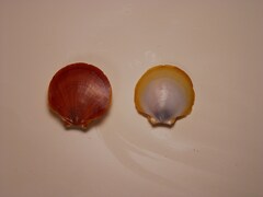 Paper scallop