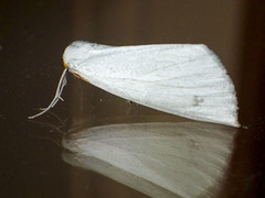 Thalaina selenaea
