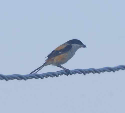Long-tailed Shrike