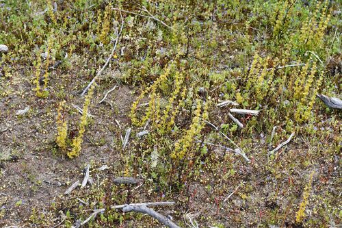 Drosera ramellosa