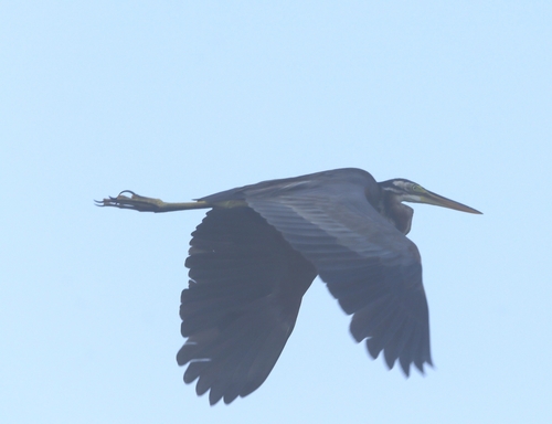 Purple Heron