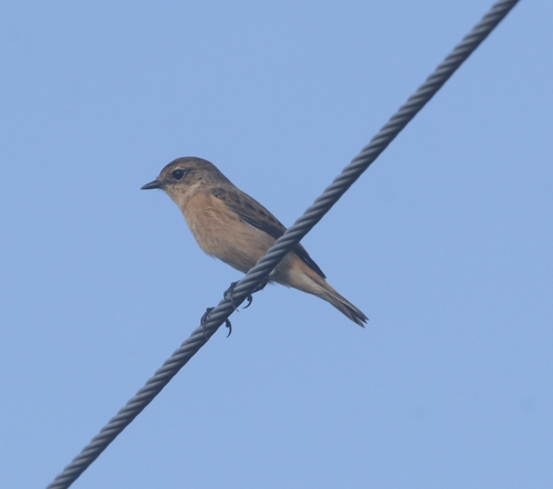 Siberian Stonechat