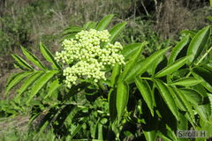 Sambucus australis