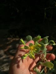Sedum palmeri