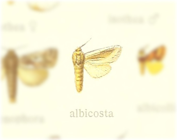 Hypopta albicosta