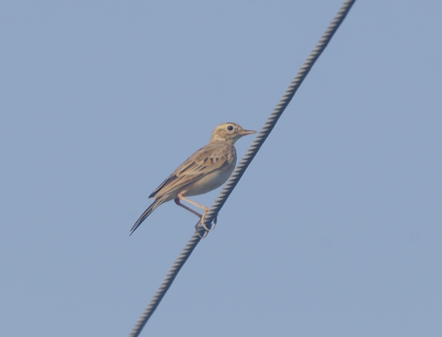 Paddyfield Pipit