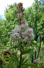 Spiraea alba alba