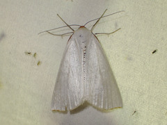 Thalaina selenaea