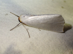 Thalaina selenaea