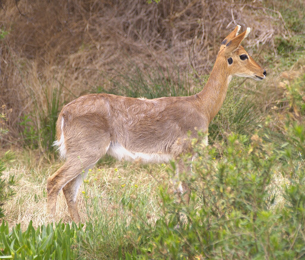 Redunca fulvorufula fulvorufula, Sarah Baartman District Municipality, South Africa, by nickleggatt