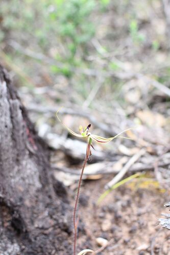 pointing spider orchid (Caladenia exstans)