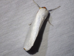 Thalaina selenaea